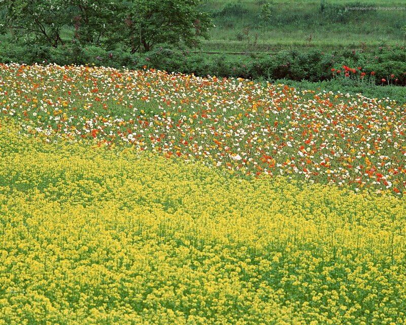 Colorful flower field landscape