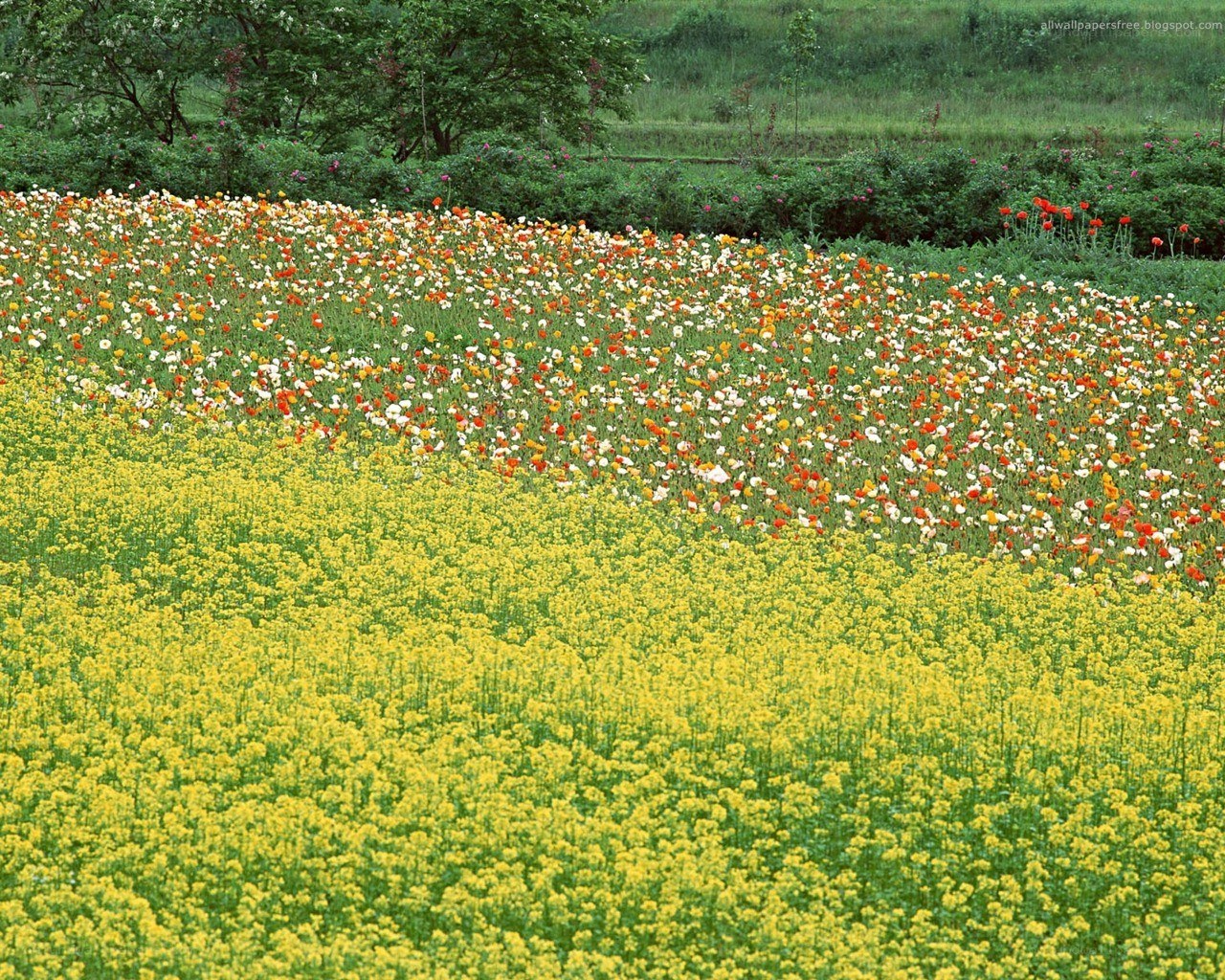 Colorful flower field landscape