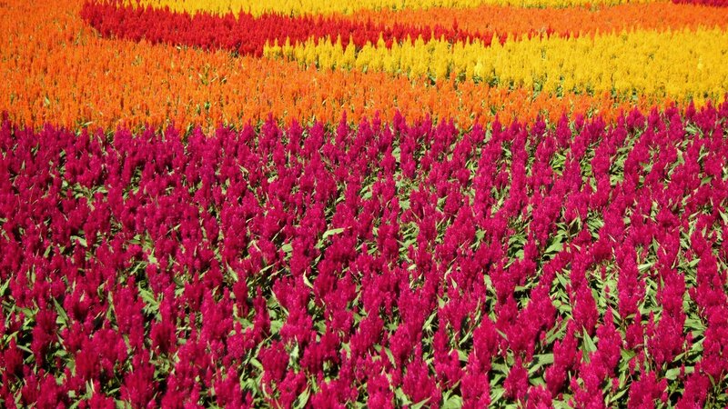 Colorful Flower Field — Magenta