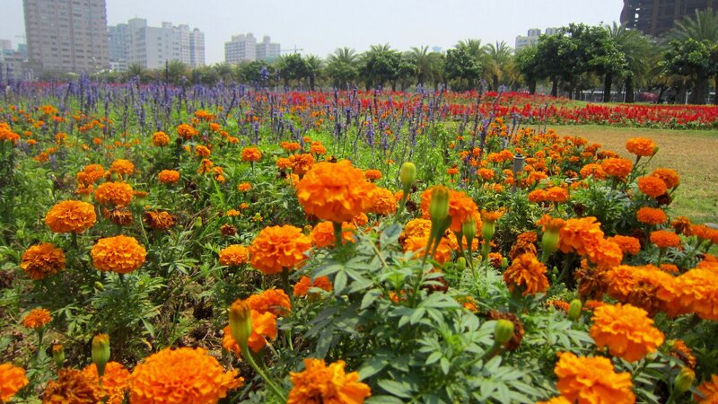 Colorful Flower Field — Orange