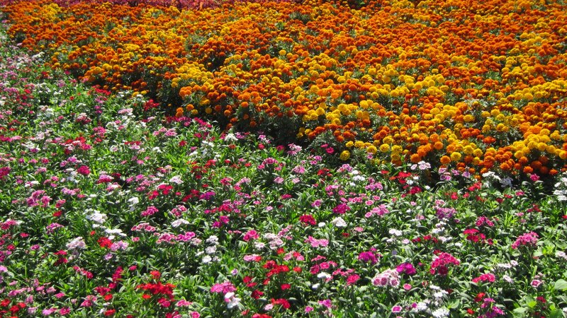 Colorful Flower Field — Orange, Vibrant