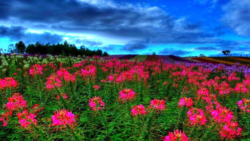 Colorful Flower Field — Pink, Dramatic, Afternoon