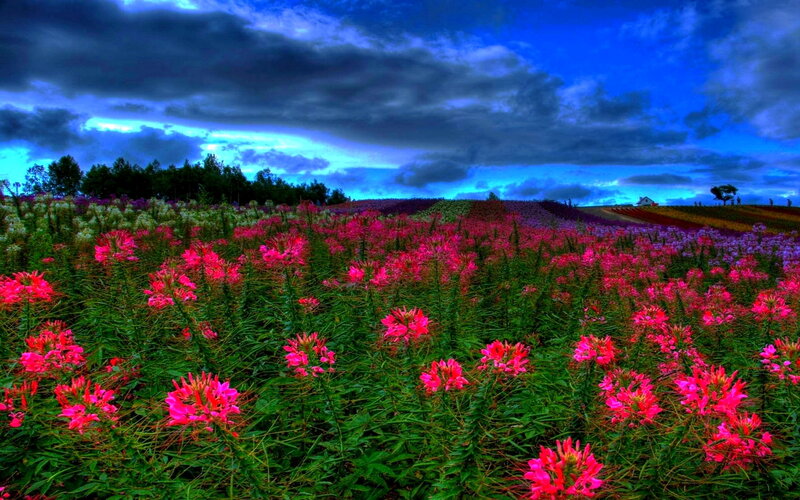 Colorful Flower Field — Pink, Dramatic, Sunset