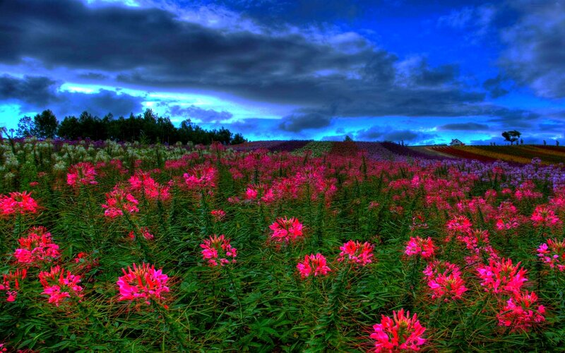 Colorful Flower Field — Pink, Dramatic