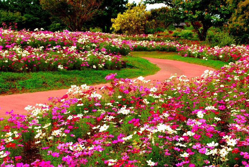 Colorful Flower Field — Pink, Serene, Afternoon, Photograph, Path