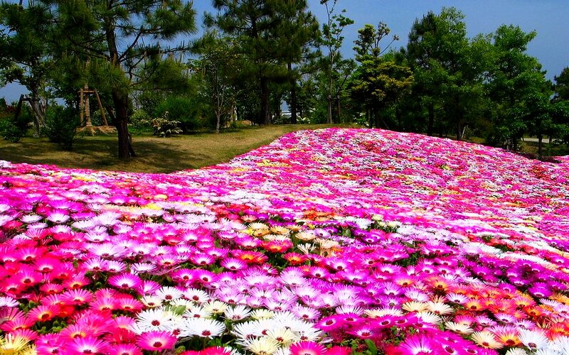 Colorful Flower Field — Pink, Serene, Afternoon, Photograph