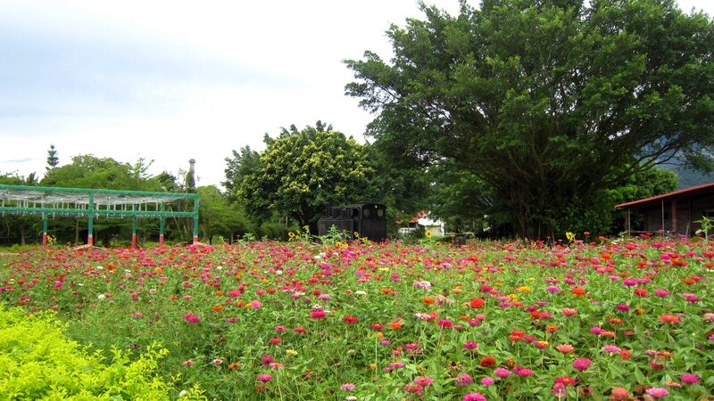 Colorful Flower Field — Pink, Serene, Afternoon, Photograph, Trees