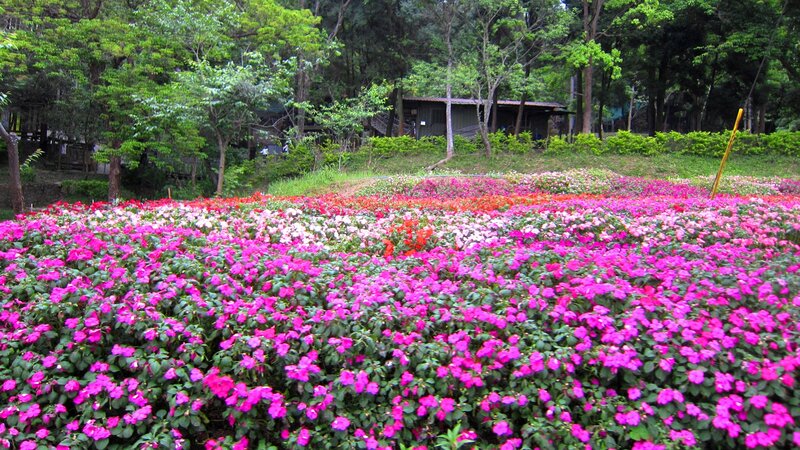 Colorful Flower Field — Pink, Serene, Afternoon