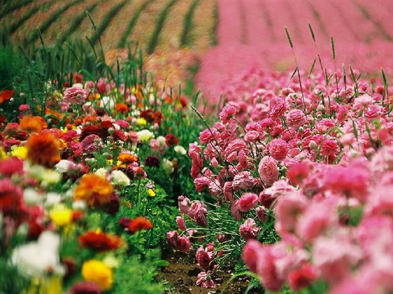 Colorful Flower Field — Pink, Serene