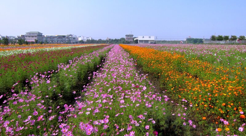 Colorful Flower Field — Pink