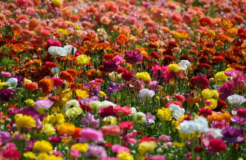 Colorful Flower Field — Pink, Vibrant, Afternoon, Photograph