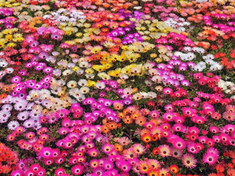 Colorful Flower Field — Pink, Vibrant, Afternoon