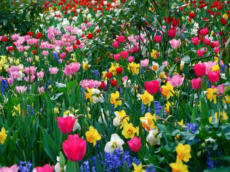 Colorful Flower Field — Pink, Vibrant, Spring