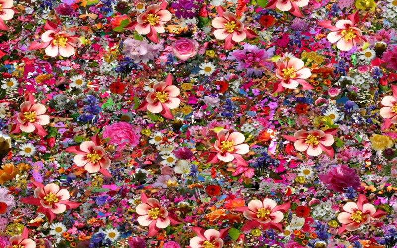 Colorful Flower Field — Pink, Vibrant