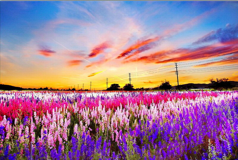 Colorful Flower Field — Purple, Dramatic