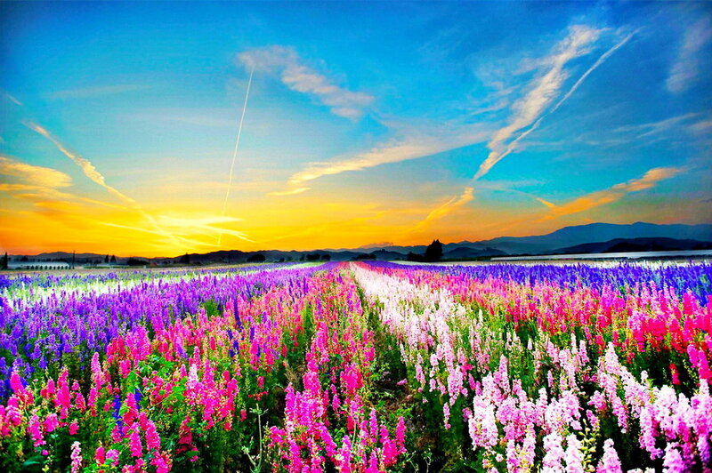 Colorful Flower Field — Purple, Serene