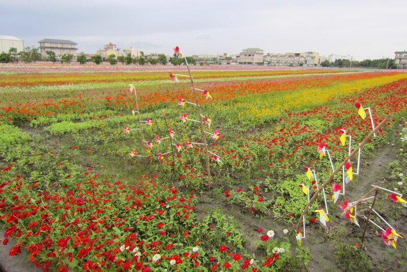 Colorful Flower Field — Red, Calm