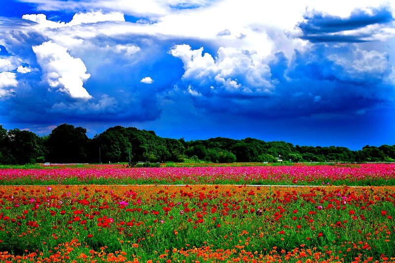 Colorful Flower Field — Red, Dramatic, Afternoon