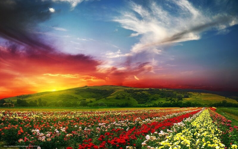 Colorful Flower Field — Red, Dramatic, Sunset, Photograph, Flowers, Hills