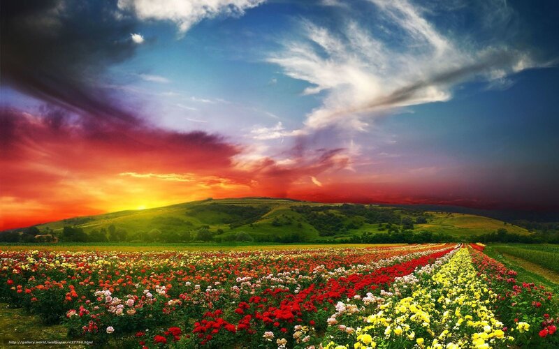 Colorful Flower Field — Red, Dramatic, Sunset, Photograph