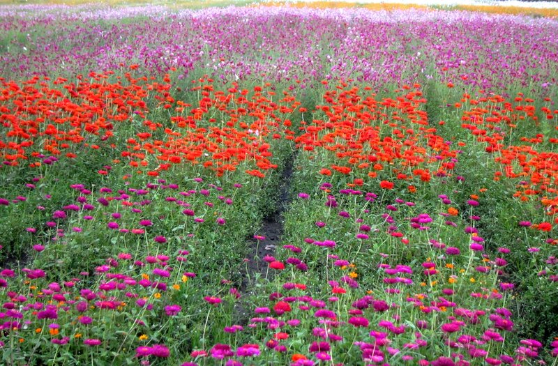 Colorful Flower Field — Red, Serene, Afternoon, Photograph