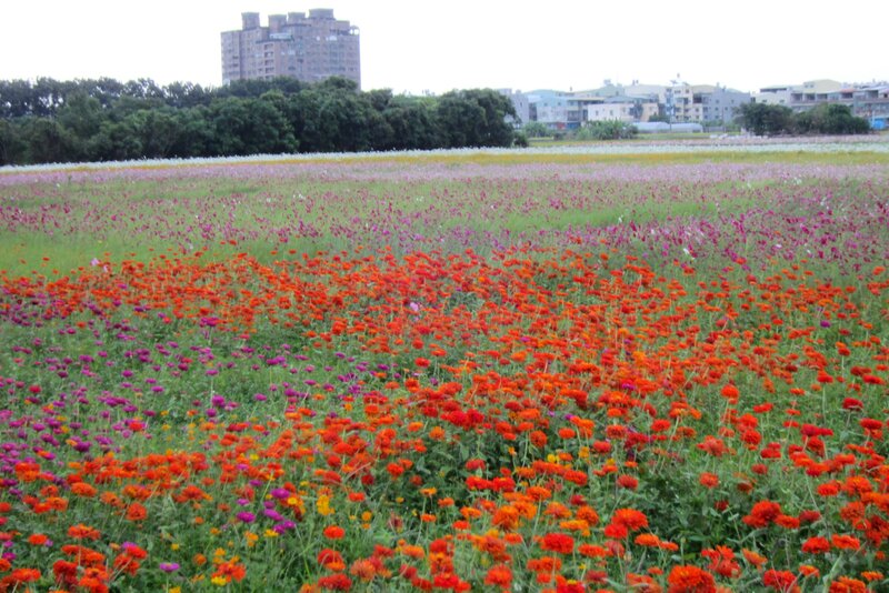 Colorful Flower Field — Red, Serene, Afternoon, Photograph, Trees