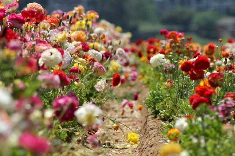 Colorful Flower Field — Red, Serene, Afternoon