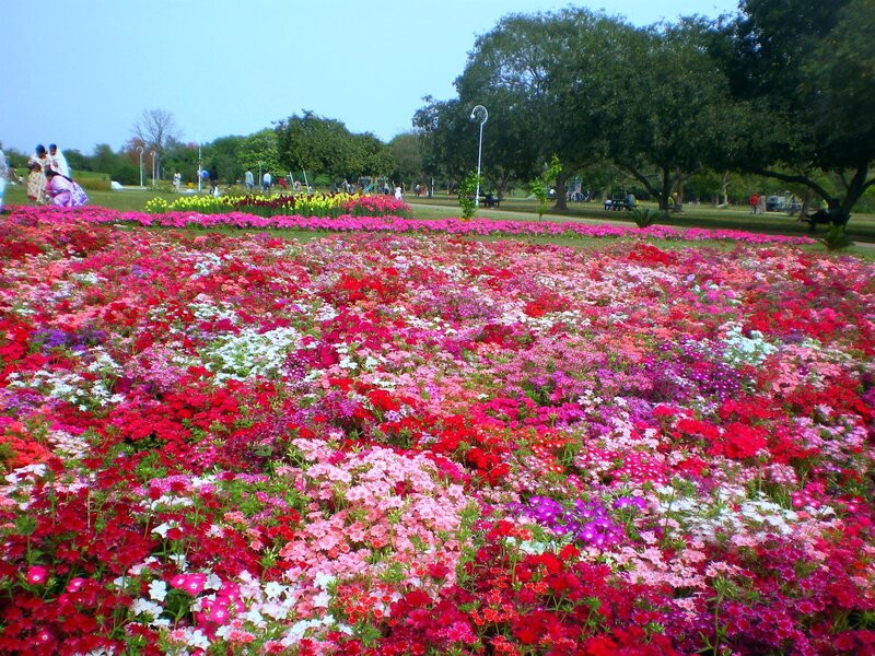 Colorful Flower Field — Red, Serene