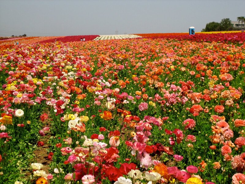 Colorful Flower Field — Red