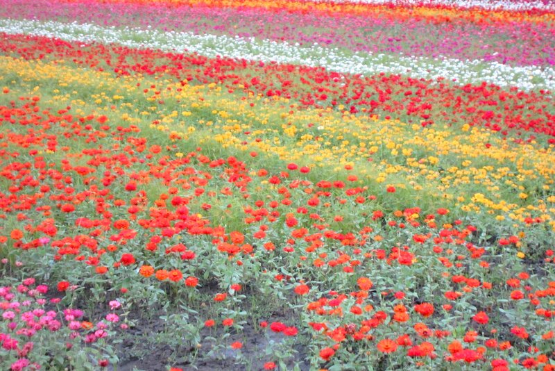 Colorful Flower Field — Red, Vibrant, Afternoon, Photograph