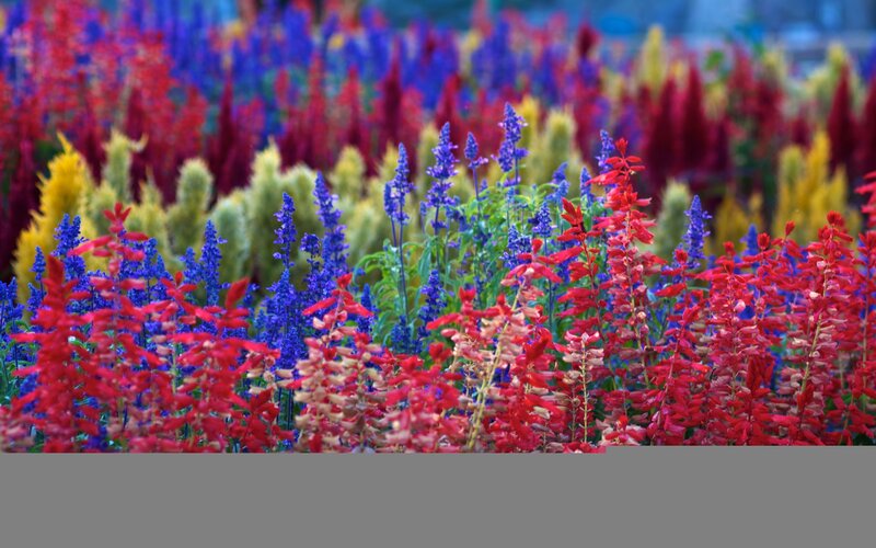 Colorful Flower Field — Red, Vibrant, Afternoon