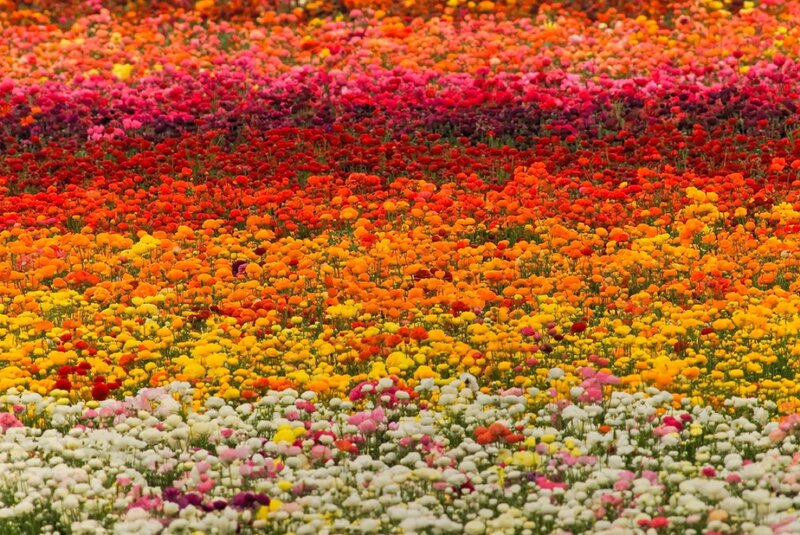 Colorful Flower Field — Red, Vibrant, Spring