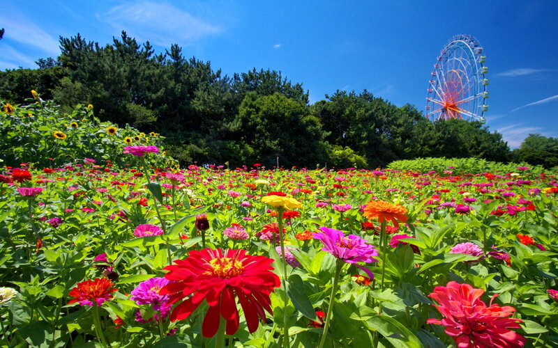 Colorful Flower Field — Red, Vibrant, Summer