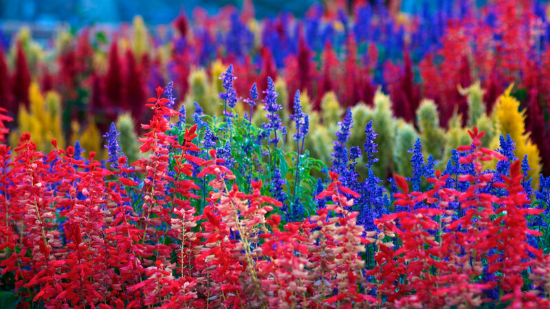Colorful Flower Field — Red, Vibrant