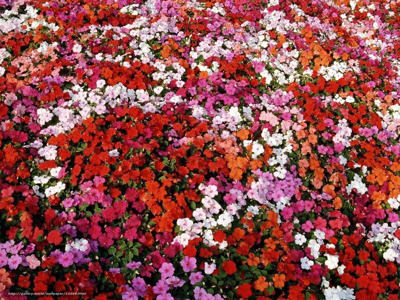 Colorful flower field