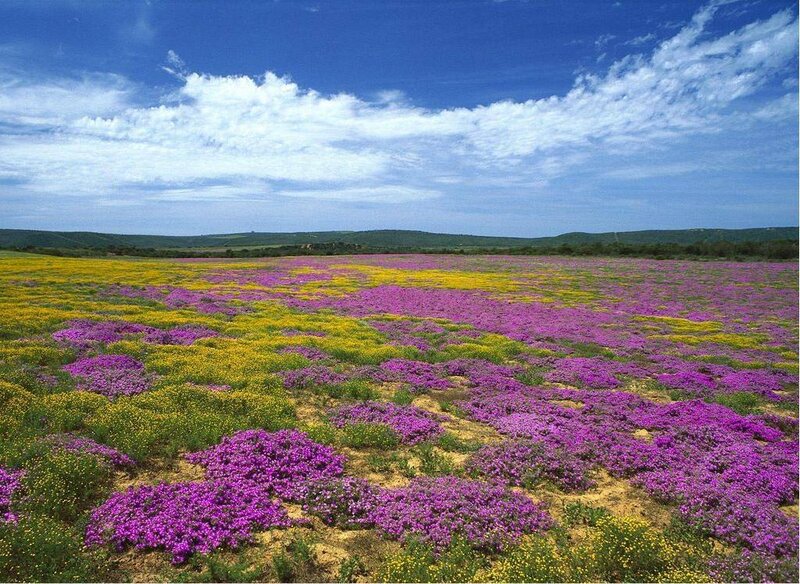 Colorful flower field under blue sky