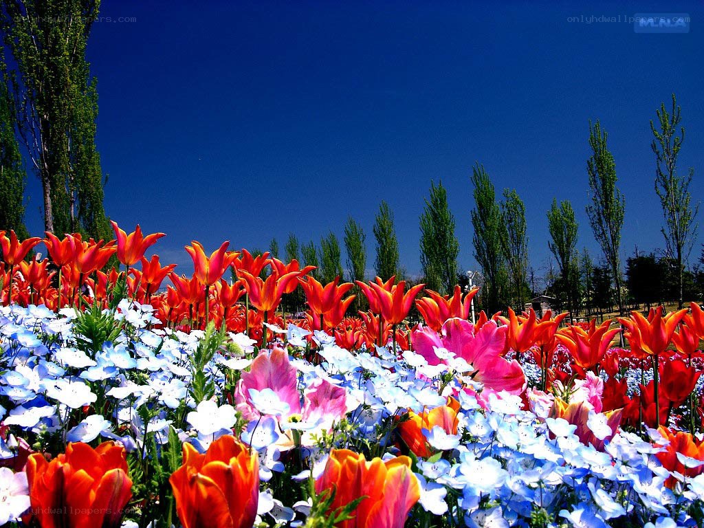 Colorful flower field under blue sky