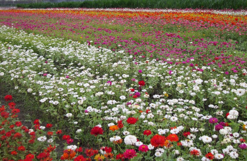 Colorful Flower Field — White, Serene