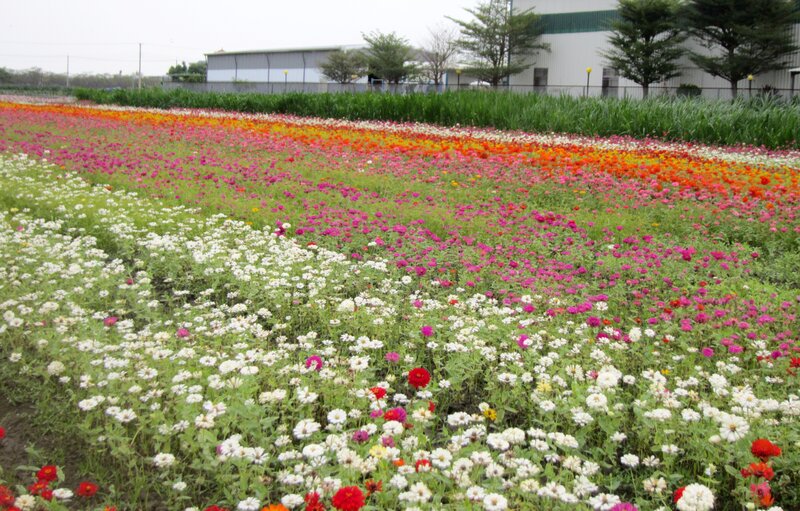 Colorful Flower Field — White
