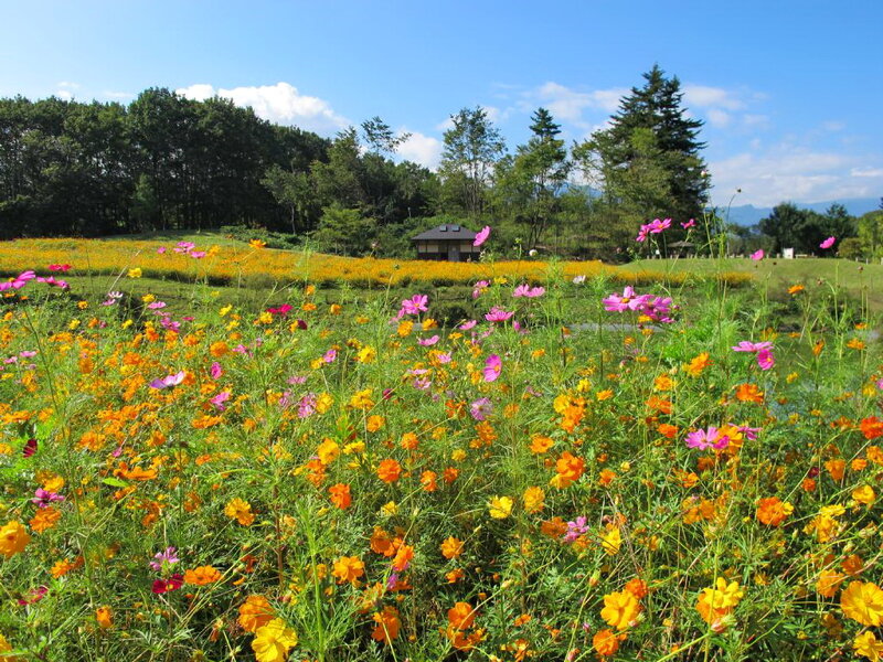 Colorful Flower Field — Yellow, Serene, Afternoon
