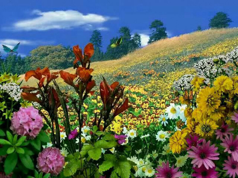 Colorful Flower Field — Yellow, Serene
