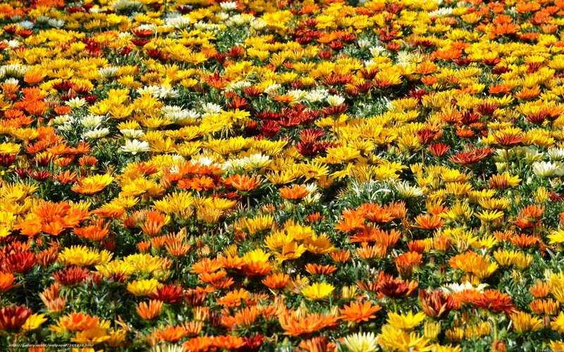 Colorful Flower Field — Yellow, Vibrant, Afternoon, Photograph