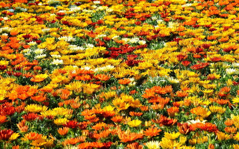 Colorful Flower Field — Yellow, Vibrant, Afternoon