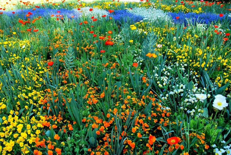 Colorful Flower Field — Yellow, Vibrant, Spring, Photograph
