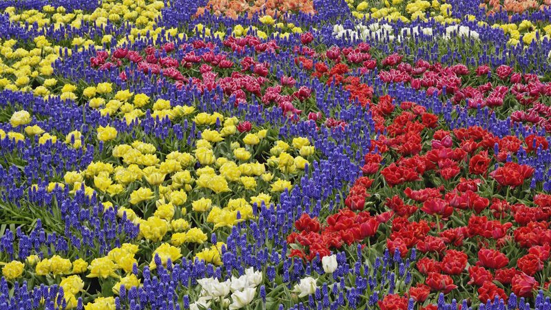 Colorful Flower Field — Yellow, Vibrant, Spring