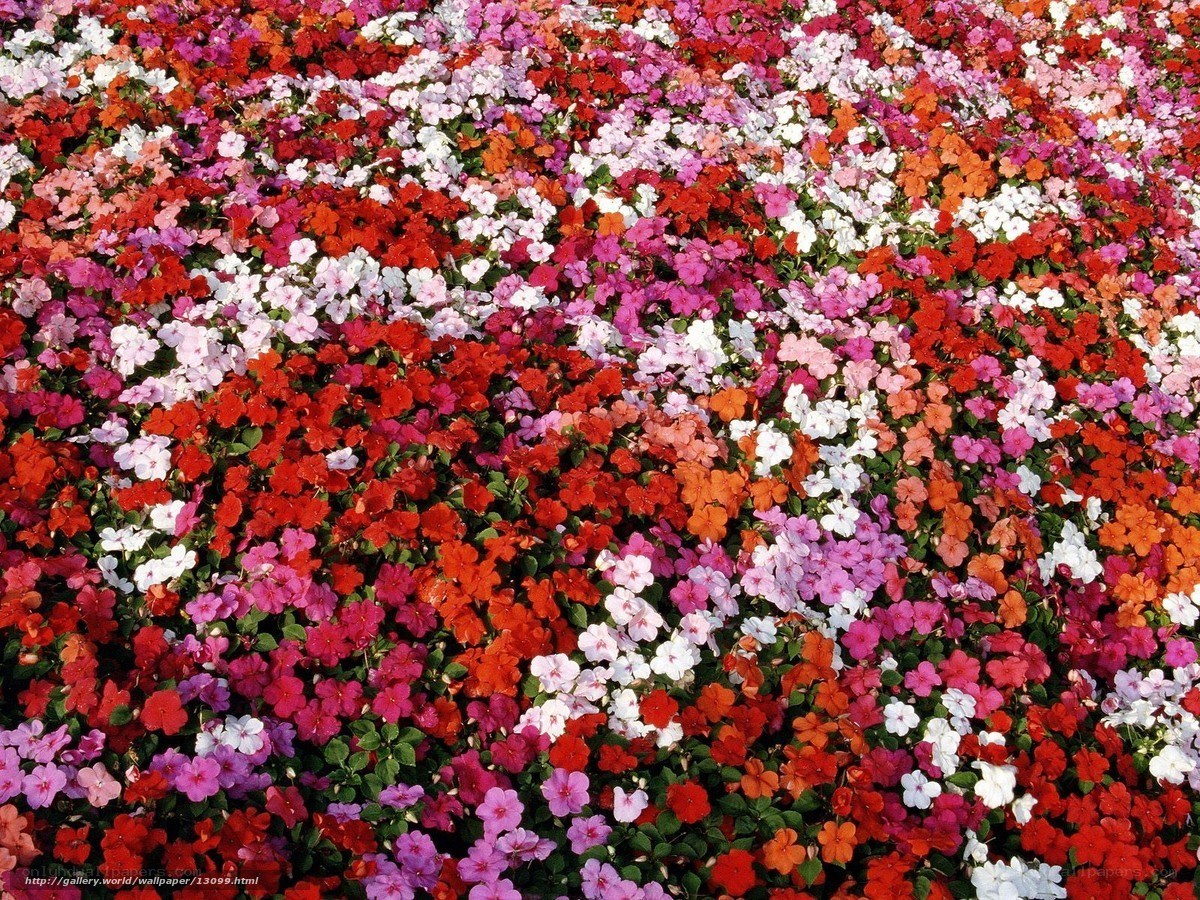 Colorful flower field