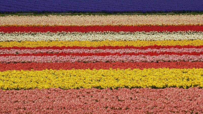 Colorful flower fields