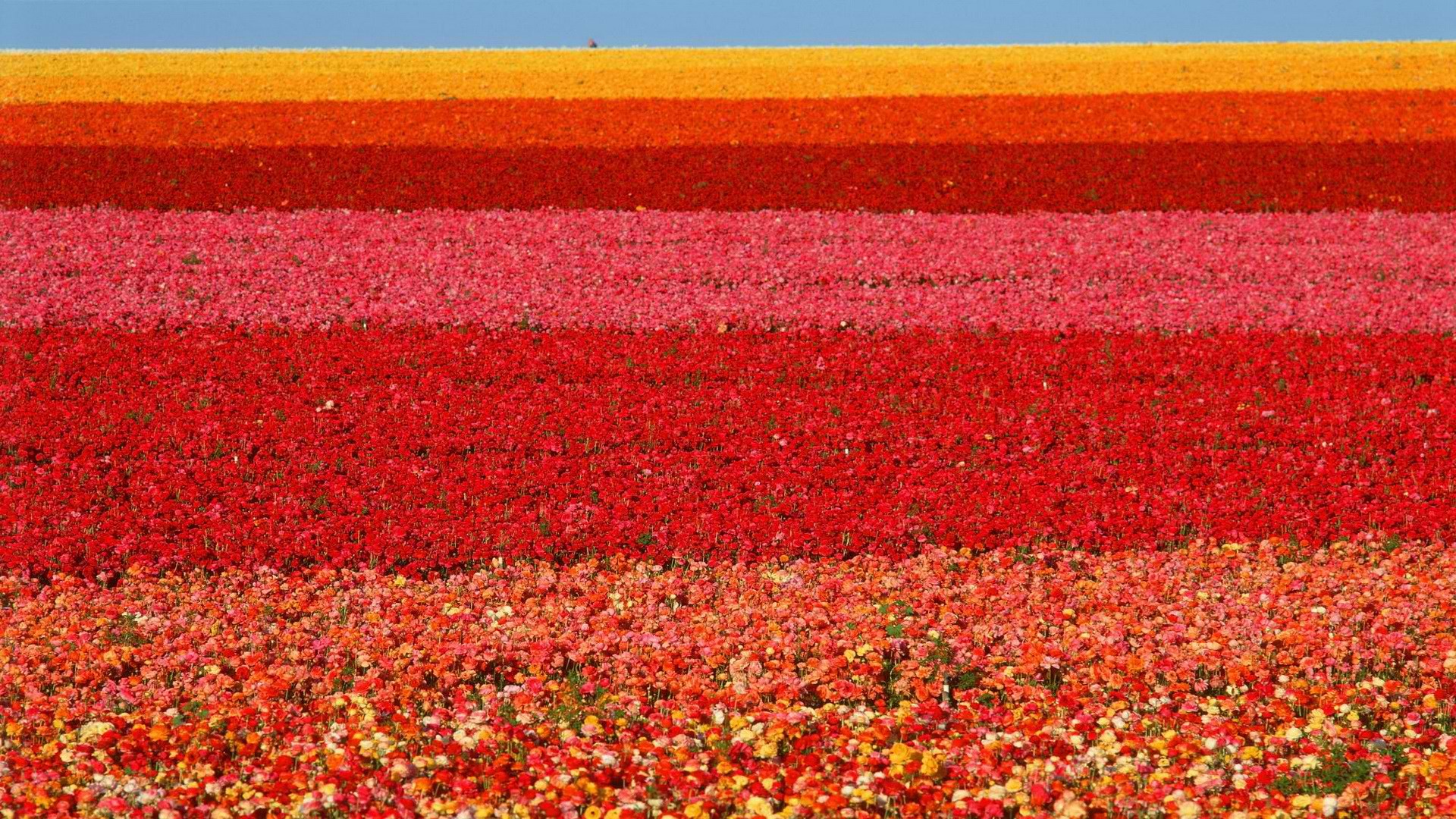 Colorful flower fields
