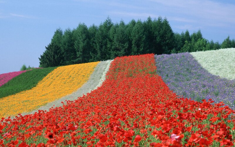 Colorful flower fields