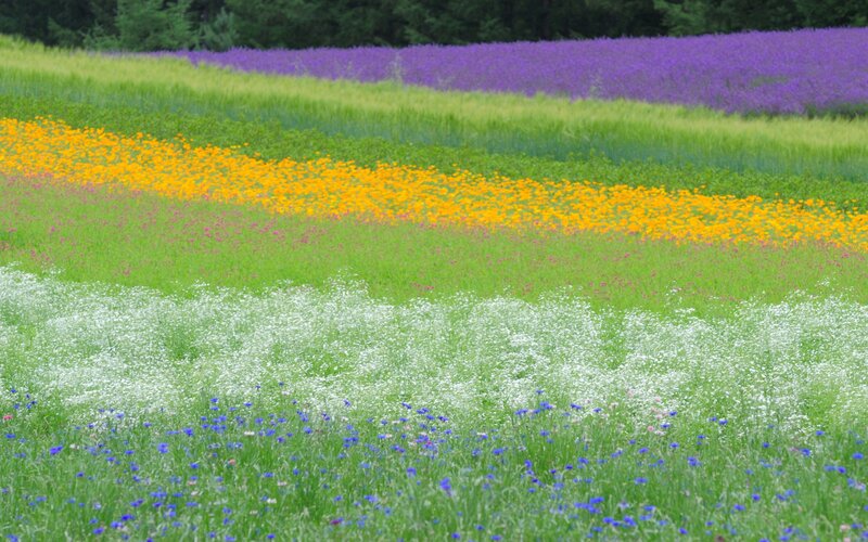 Colorful flower fields